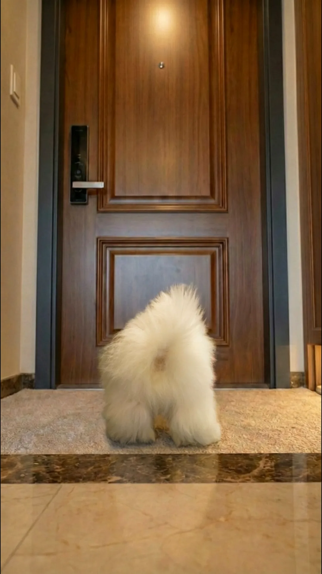 COTON KENNEL 미리보기